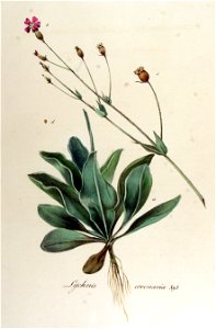 Lychnis coronaria — Flora Batava — Volume v12