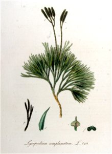 Lycopodium complanatum — Flora Batava — Volume v10