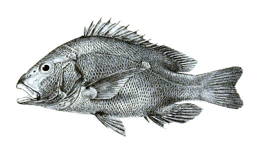Lutianus rivulatus Ford 11