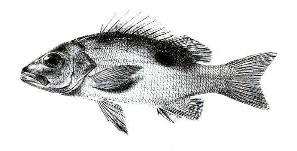 Lutianus fulviflamma v. Russellii Ford 12