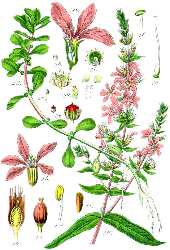 Lythraceae spp Sturm46