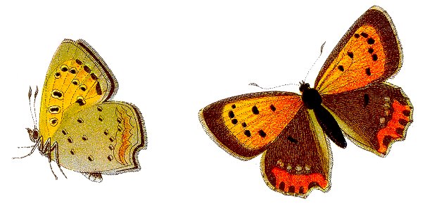 Lycaena phlaeas - Kleiner Feuerfalter