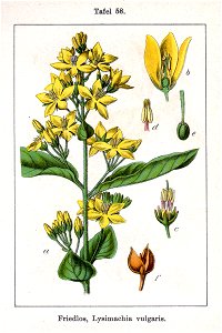 Lysimachia vulgaris Sturm09058