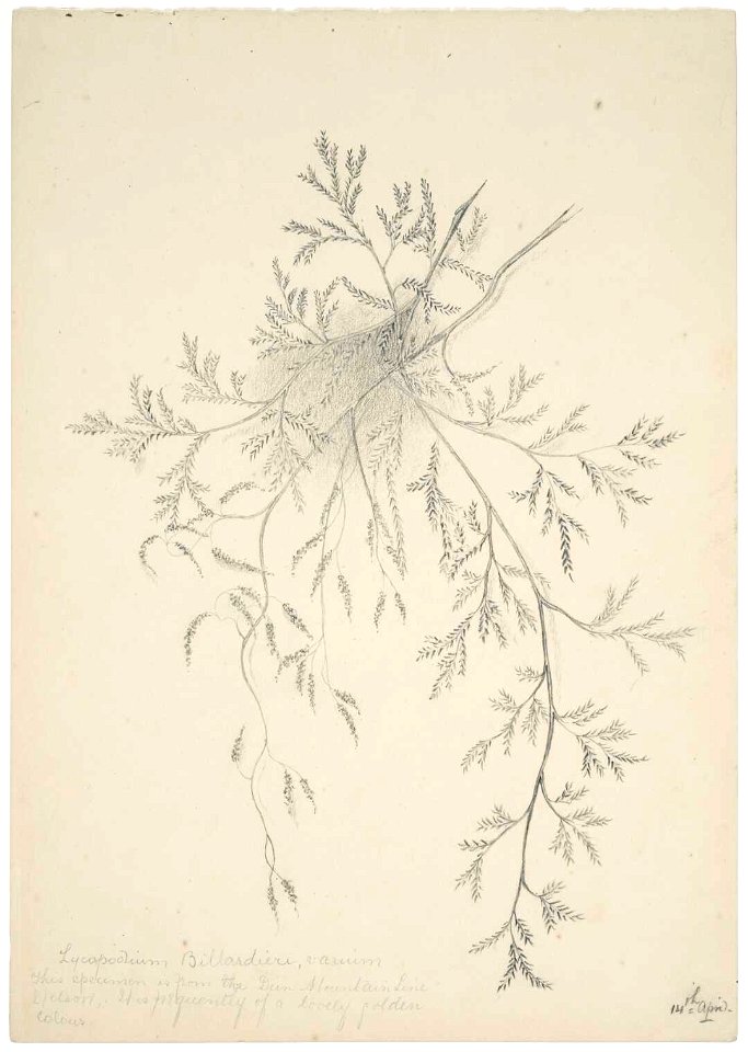 Lycopodium Billardieri, varium. 14th April (1890s) by Emily Cumming Harris
