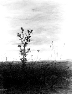 Léon Bonvin - Landscape with Thistle and Weeds - Walters 371520