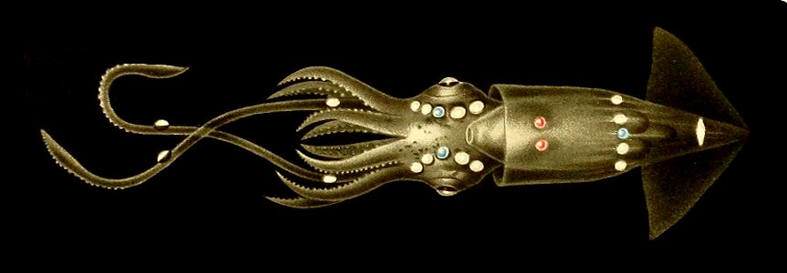 Lycoteuthis lorigera