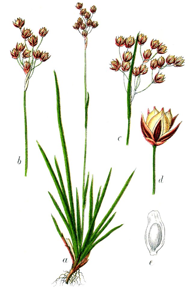Luzula forsteri Sturm19