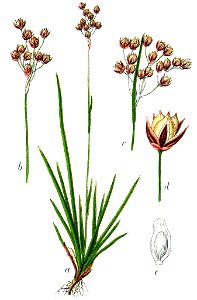 Luzula forsteri Sturm19