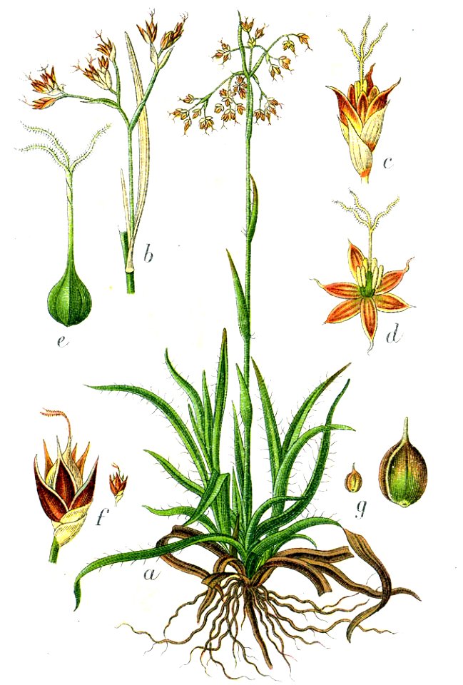 Luzula maxima Sturm22
