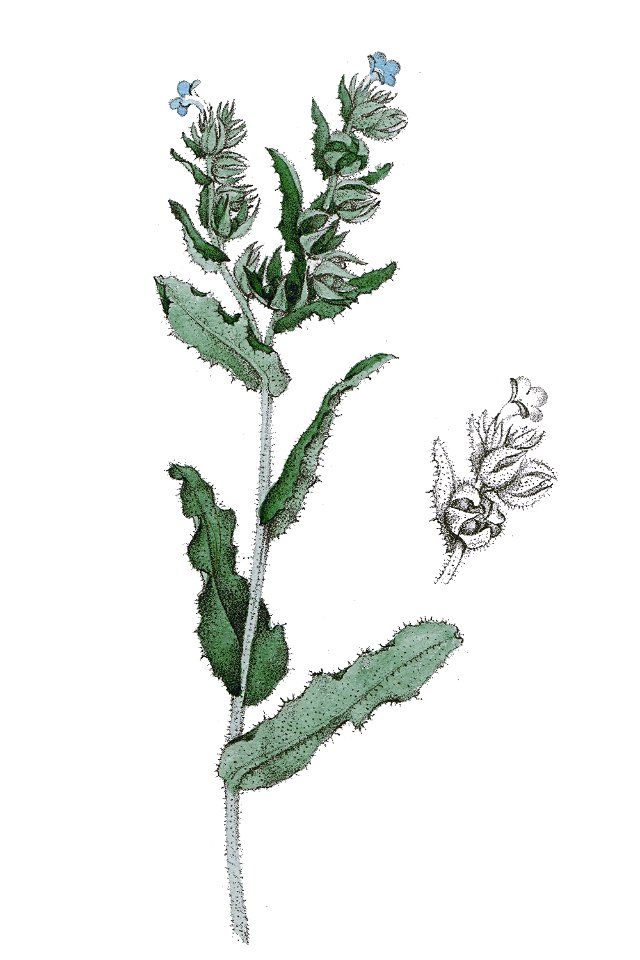Lycopsis arvensis L ag1
