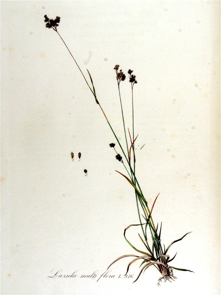 Luzula multiflora — Flora Batava — Volume v13