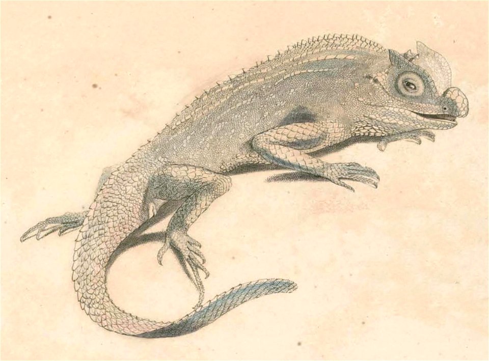 Lyriocephalus scutatus Hardwicke