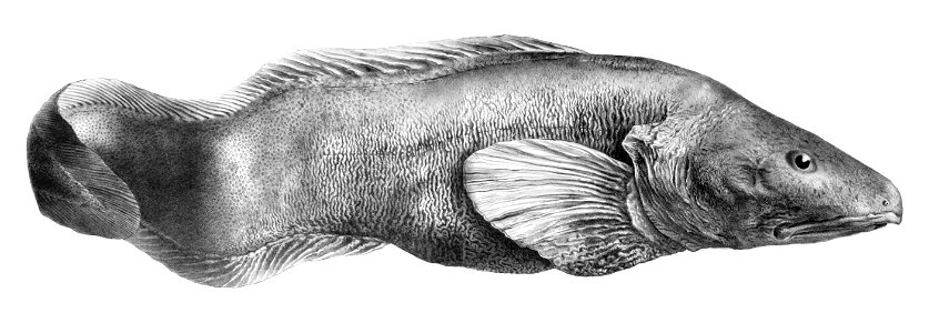Lycodes reticulatus1