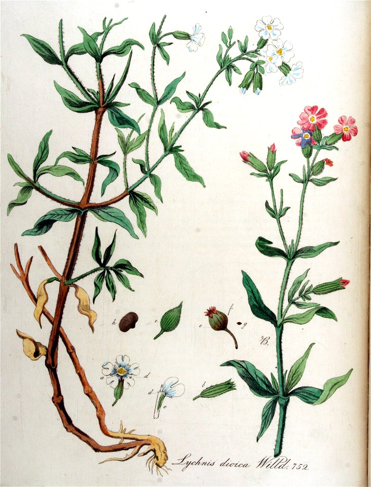 Lychnis dioica — Flora Batava — Volume v10
