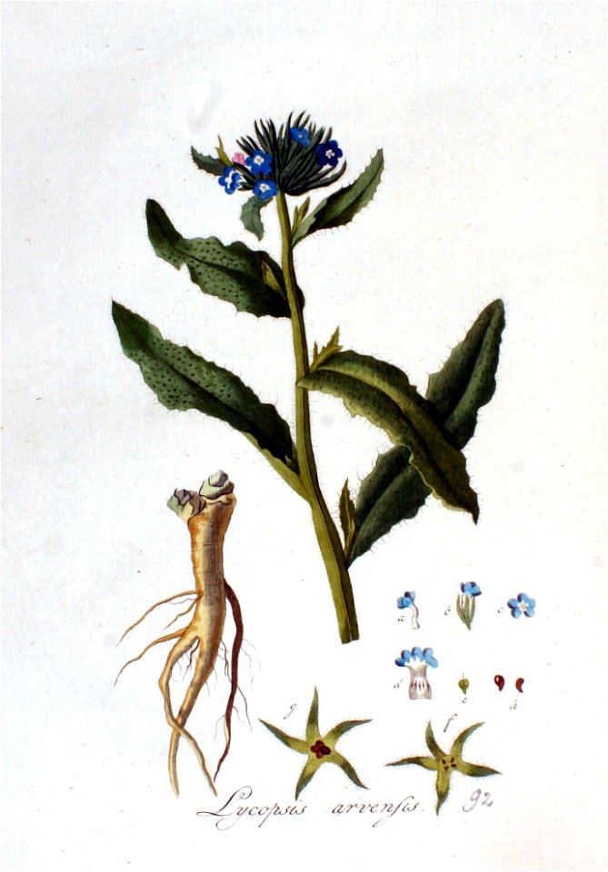 Lycopsis arvensis — Flora Batava — Volume v2