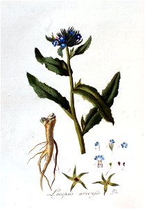 Lycopsis arvensis — Flora Batava — Volume v2