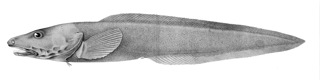 Lycodes frigidus3