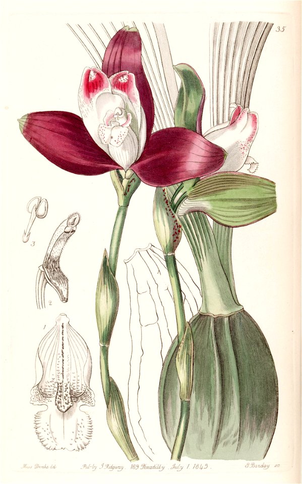 Lycaste macrophylla (as Lycaste plana) - Edwards vol 29 (NS 6) pl 35 (1843)