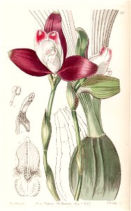 Lycaste macrophylla (as Lycaste plana) - Edwards vol 29 (NS 6) pl 35 (1843)