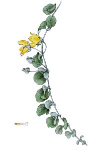 Lysimachia nummularia L ag1. Free illustration for personal and commercial use.
