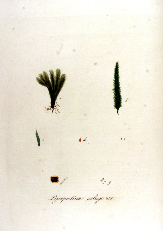 Lycopodium selago — Flora Batava — Volume v12