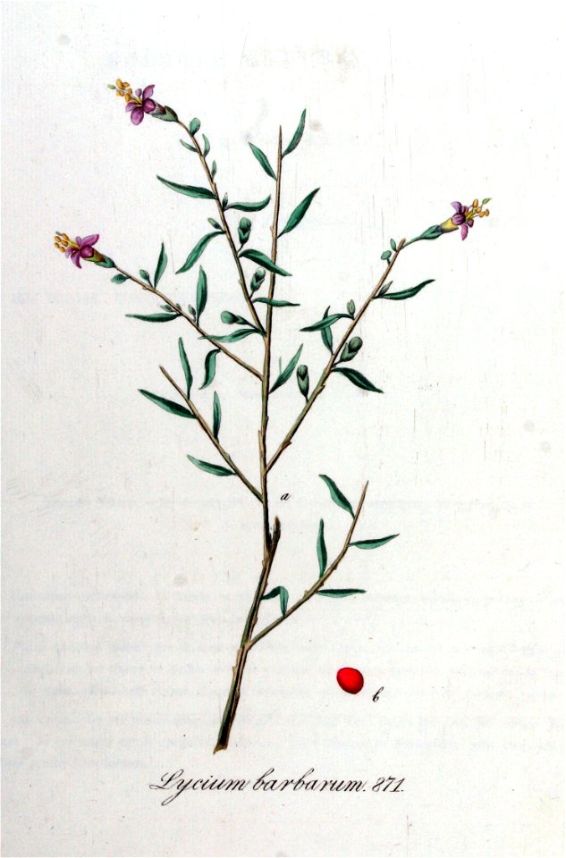 Lycium barbarum — Flora Batava — Volume v11