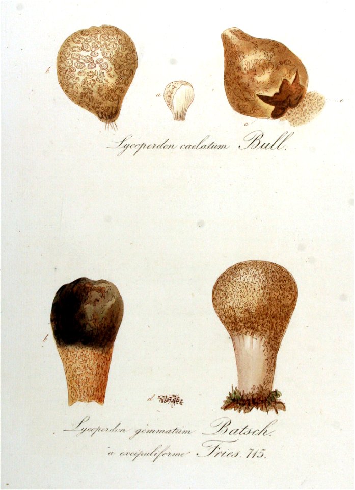 Lycoperdon caelatum — Flora Batava — Volume v9