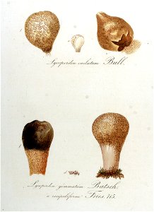 Lycoperdon caelatum — Flora Batava — Volume v9