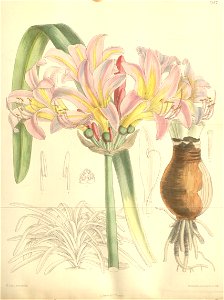 Lycoris squamigera123.7547