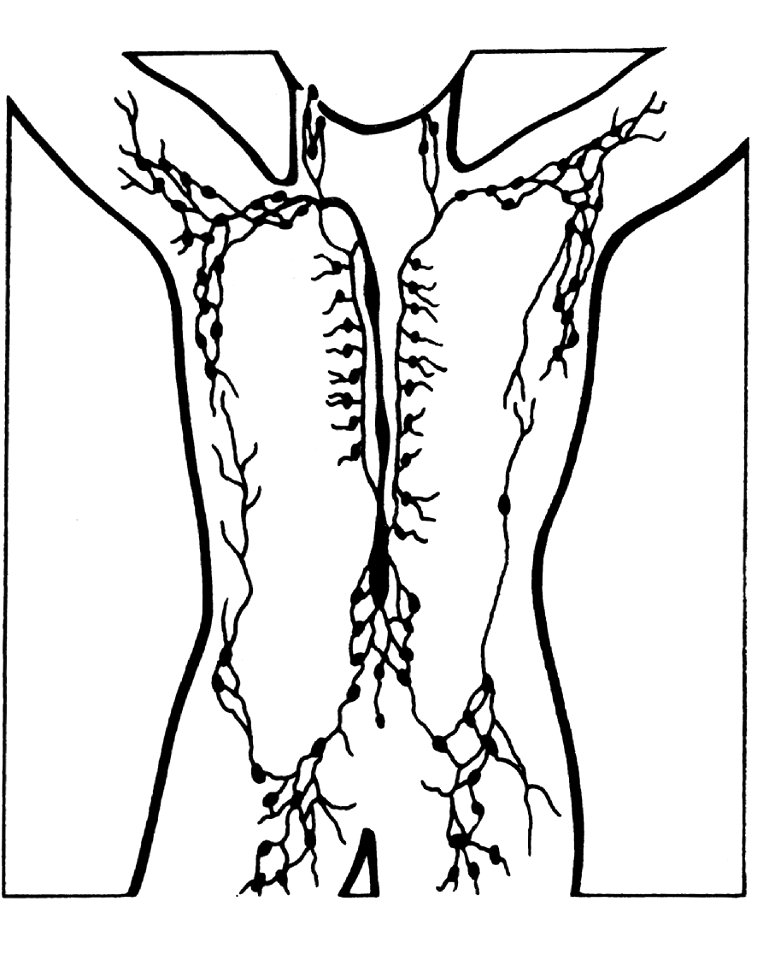 Lymph nodes illustration