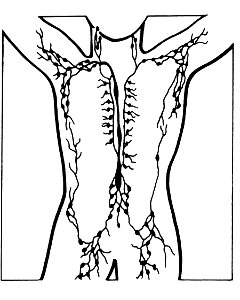 Lymph nodes illustration