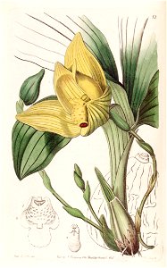Lycaste cruenta (as Maxillaria cruenta) - Edwards vol 28 (NS 5) pl 13 (1842)