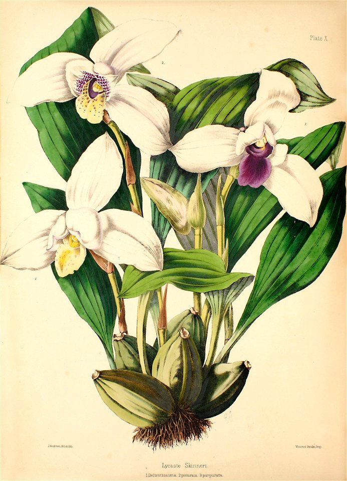 Lycaste skinneri - Warner, Williams - Select orch. plants 1, pl. 10 (1862-1865)