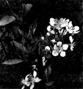 Léon Bonvin - Apple Blossoms - Walters 371507