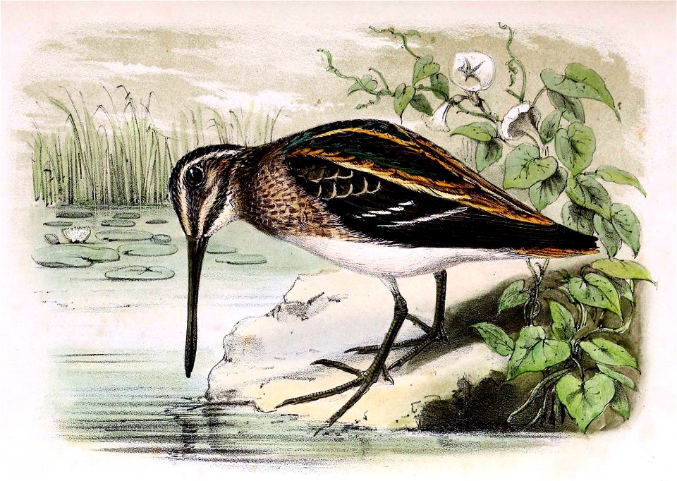 Lymnocryptes minimus 1873