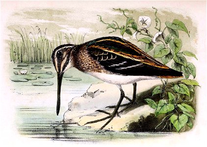 Lymnocryptes minimus 1873