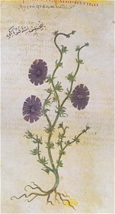 Lychnis agria