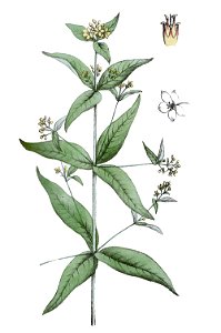 Lysimachia vulgaris L ag1. Free illustration for personal and commercial use.
