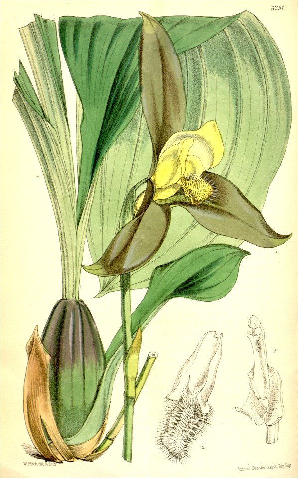 Lycaste lasioglossa