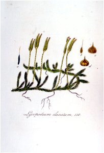 Lycopodium clavatum — Flora Batava — Volume v7