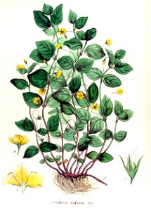 Lysimachia nemorum — Flora Batava — Volume v15