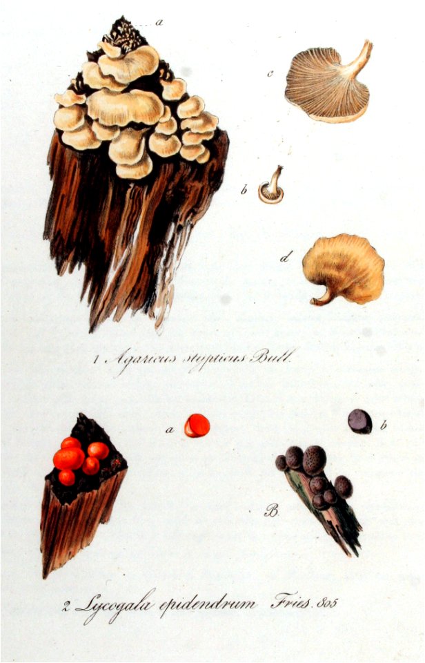 Lycogala epidendrum — Flora Batava — Volume v11