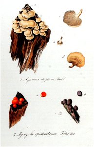 Lycogala epidendrum — Flora Batava — Volume v11