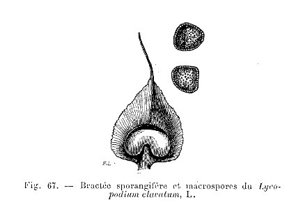 Lycopodium clavatum - bractée sporangifère & macrospores
