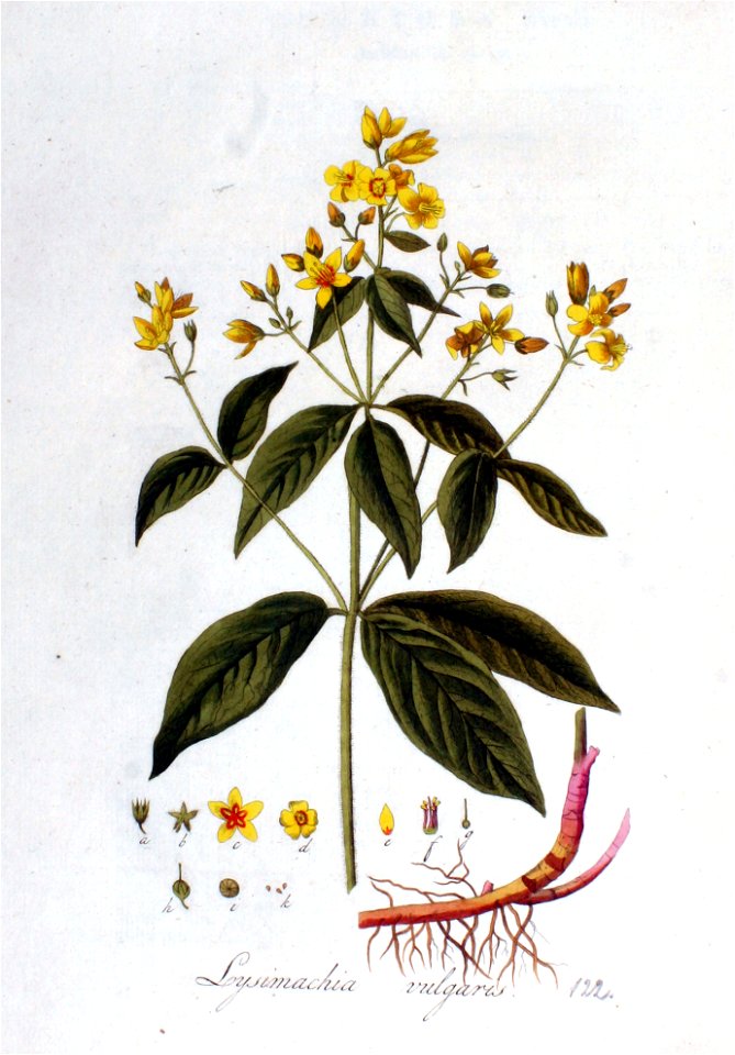 Lysimachia vulgaris — Flora Batava — Volume v2