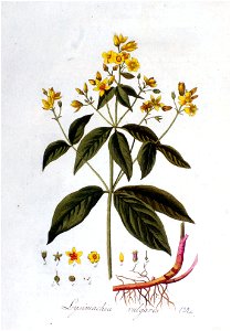 Lysimachia vulgaris — Flora Batava — Volume v2