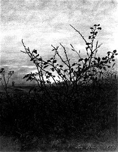 Léon Bonvin - Sunset, Woodland Scene - Walters 371513