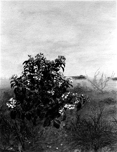 Léon Bonvin - The Flowering Shrub - Walters 371649