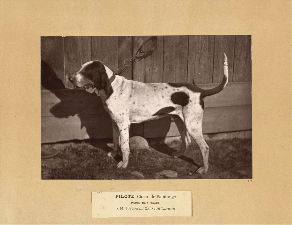 Léon Crémière - Pilote, Chien de Saintonge, Meute de Virelade, A.M. Joseph de Carayon Latour - Google Art Project