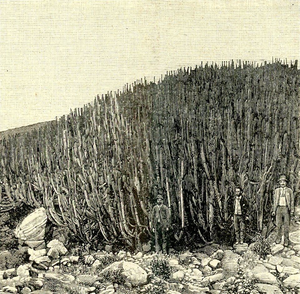 L’euforbia delle Canarie